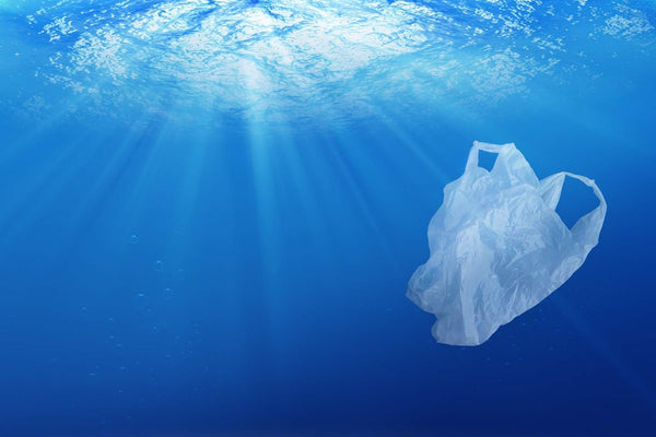 Plastic bags in the ocean end up consumed by human as they break down into microplastics.
