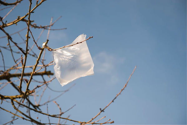 Single use plastic bag floating into a tree.  Single use bags to be banned in Australia.